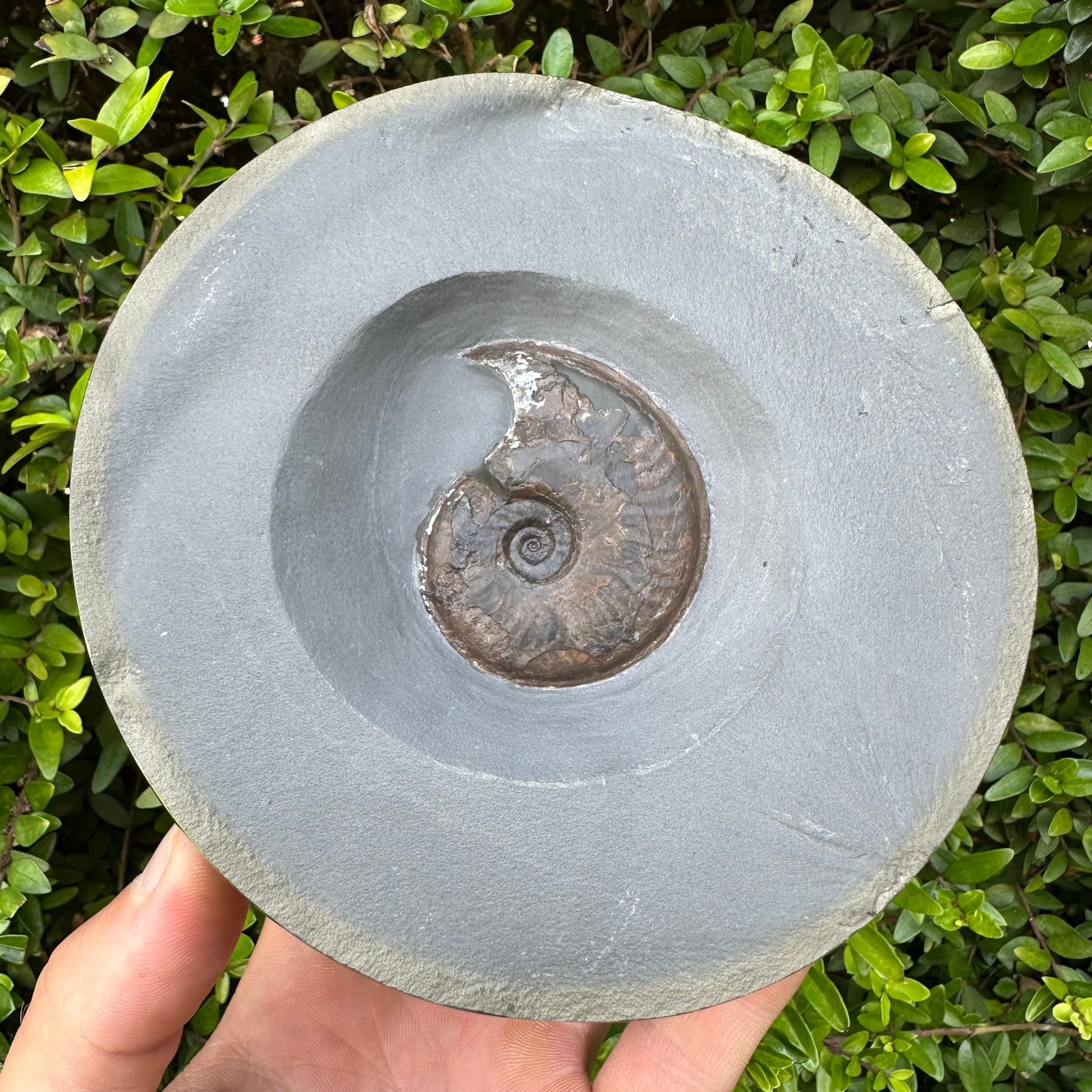 Golden Egg (GENUINE) Ammonite Fossil With Stand - Whitby, North Yorkshire Jurassic Coast Yorkshire Fossils