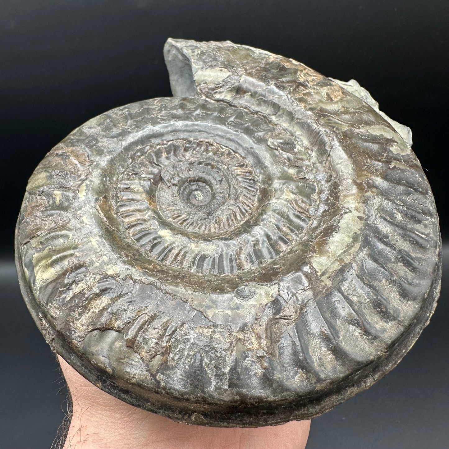 Hildoceras lusitanicum Ammonite fossil - Whitby, North Yorkshire, Jurassic Coast, Yorkshire Fossils from the Jurassic Coast