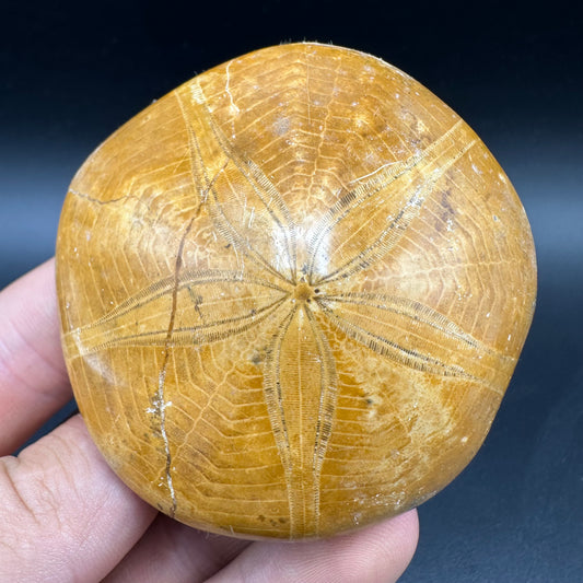 Holectypus Sea Urchin Fossil With Box And Stand - Middle Jurassic Madagascar