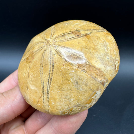 Holectypus Sea Urchin Fossil With Box And Stand - Middle Jurassic Madagascar