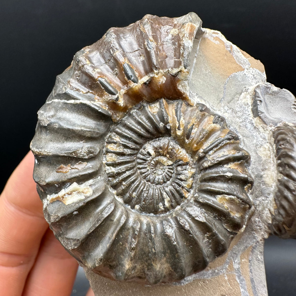 Pleuroceras paucicostatum ammonite fossil with box and stand - Whitby, North Yorkshire Jurassic Coast Yorkshire Fossils