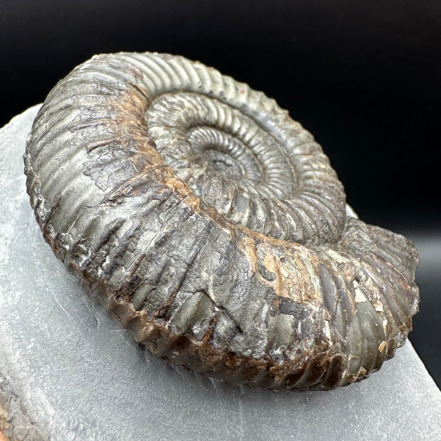 Catacoeloceras Sp. ammonite fossil with box and stand- Whitby, North Yorkshire Jurassic Coast Yorkshire Fossils