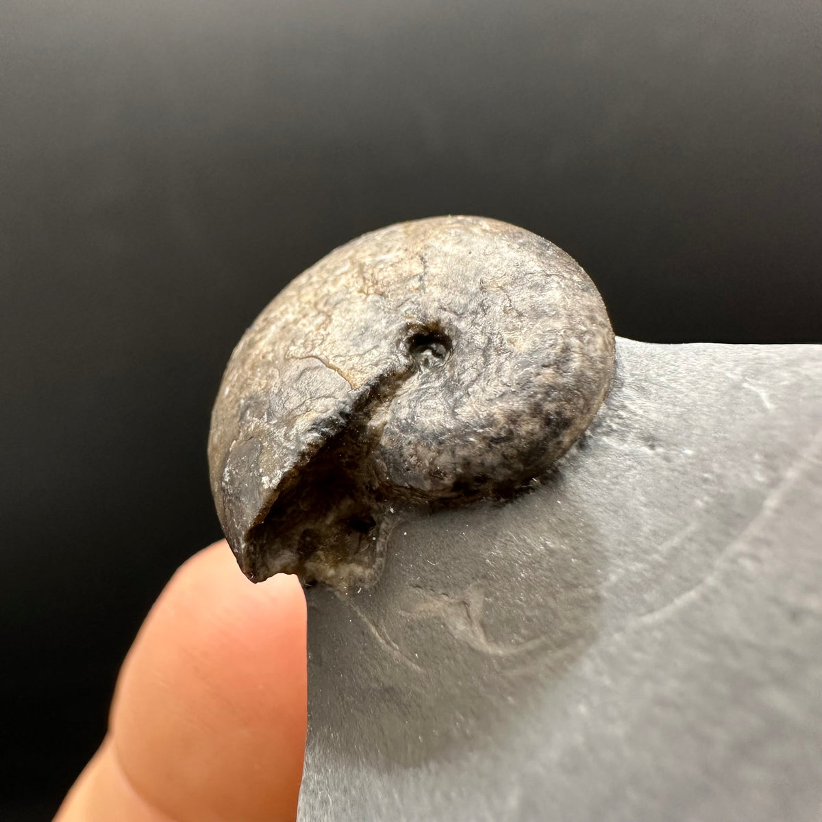 Phylloceras ammonite fossil with box and stand - Whitby, North Yorkshire Jurassic Coast, Yorkshire fossils