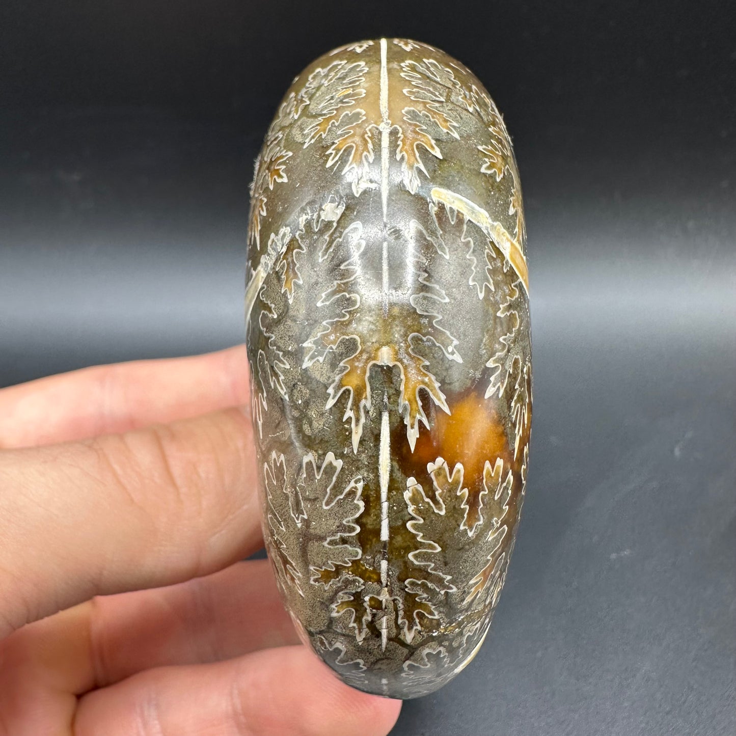 Puzosia Ammonite Fossil With Box And Stand - Cretaceous Ammonite Madagascar