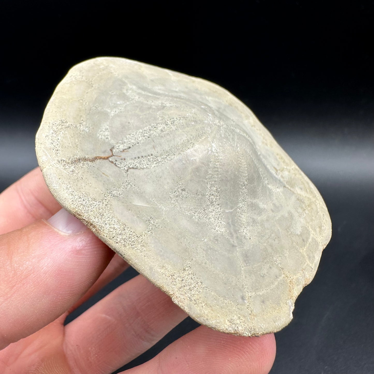 Echinoid (Sea Urchin) Fossil With Box And Stand - Indonesian Echinoid Fossil Indonesia