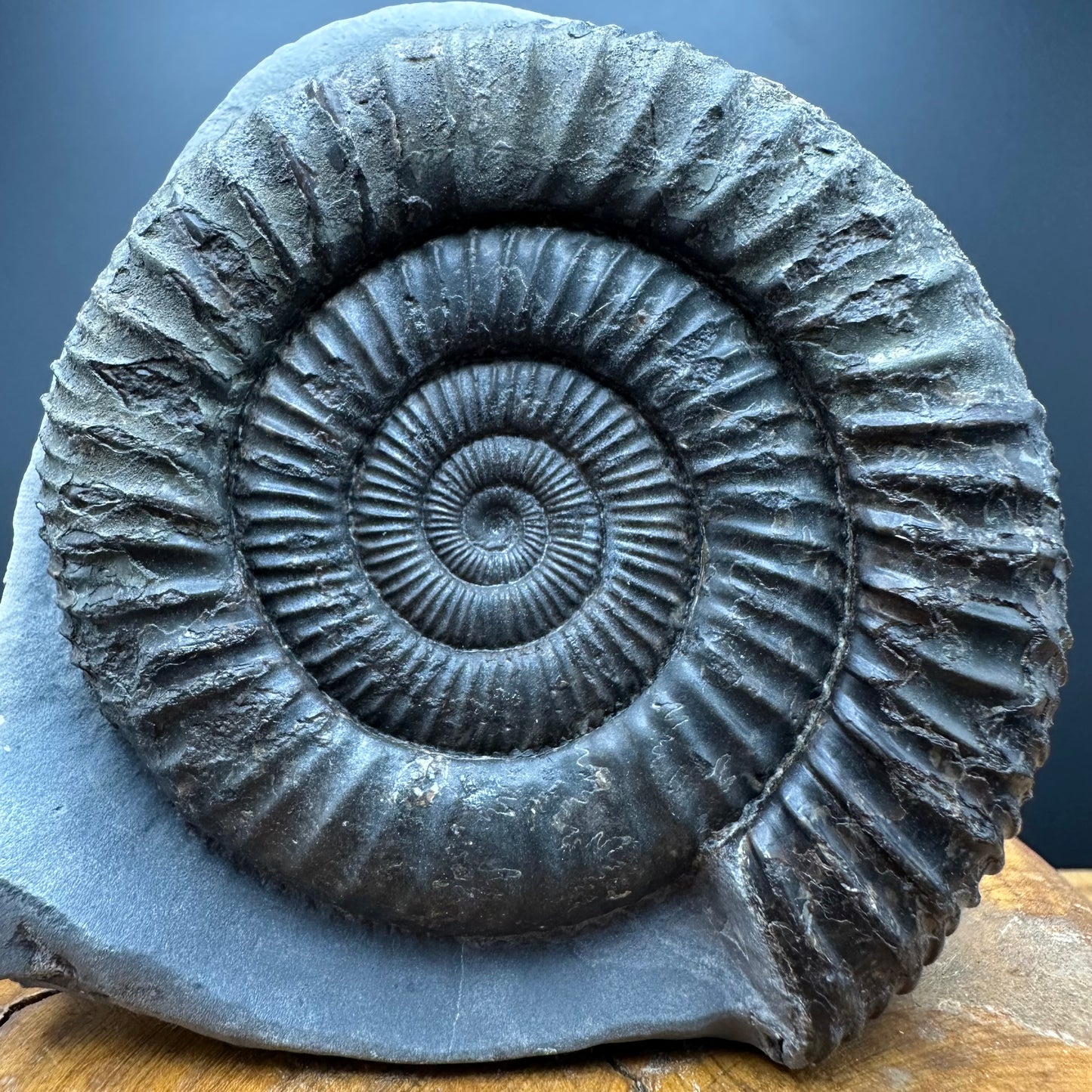 Dactylioceras Ammonite Fossil With box and Stand - Whitby, North Yorkshire Jurassic Coast Yorkshire Fossils