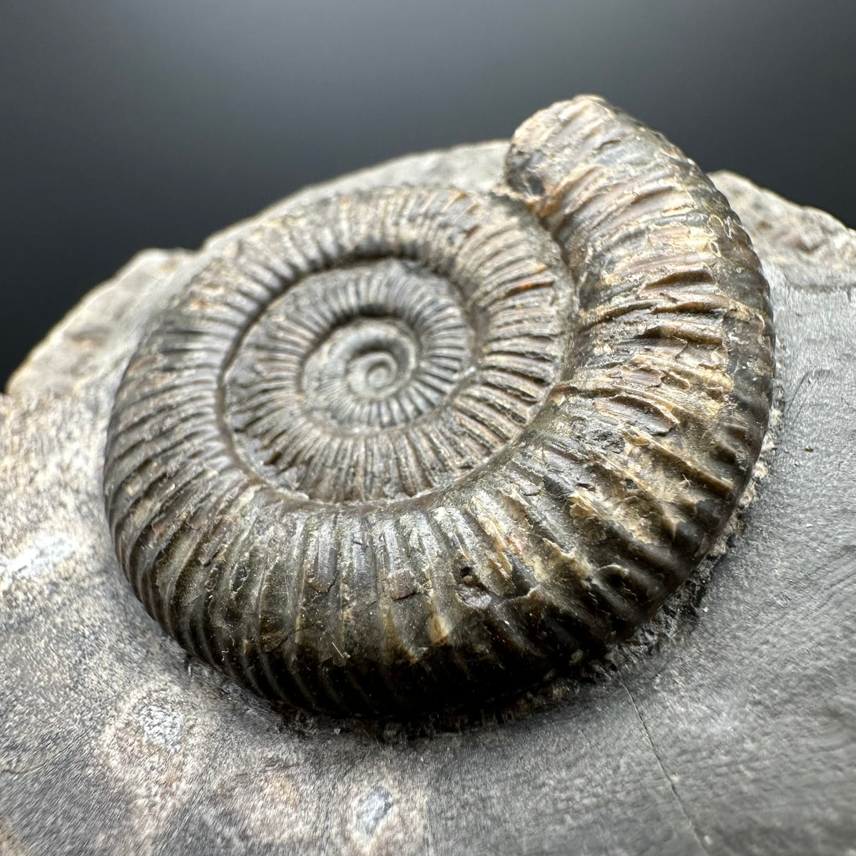 Dactylioceras Ammonite Fossil With box and Stand - Whitby, North Yorkshire Jurassic Coast Yorkshire Fossils
