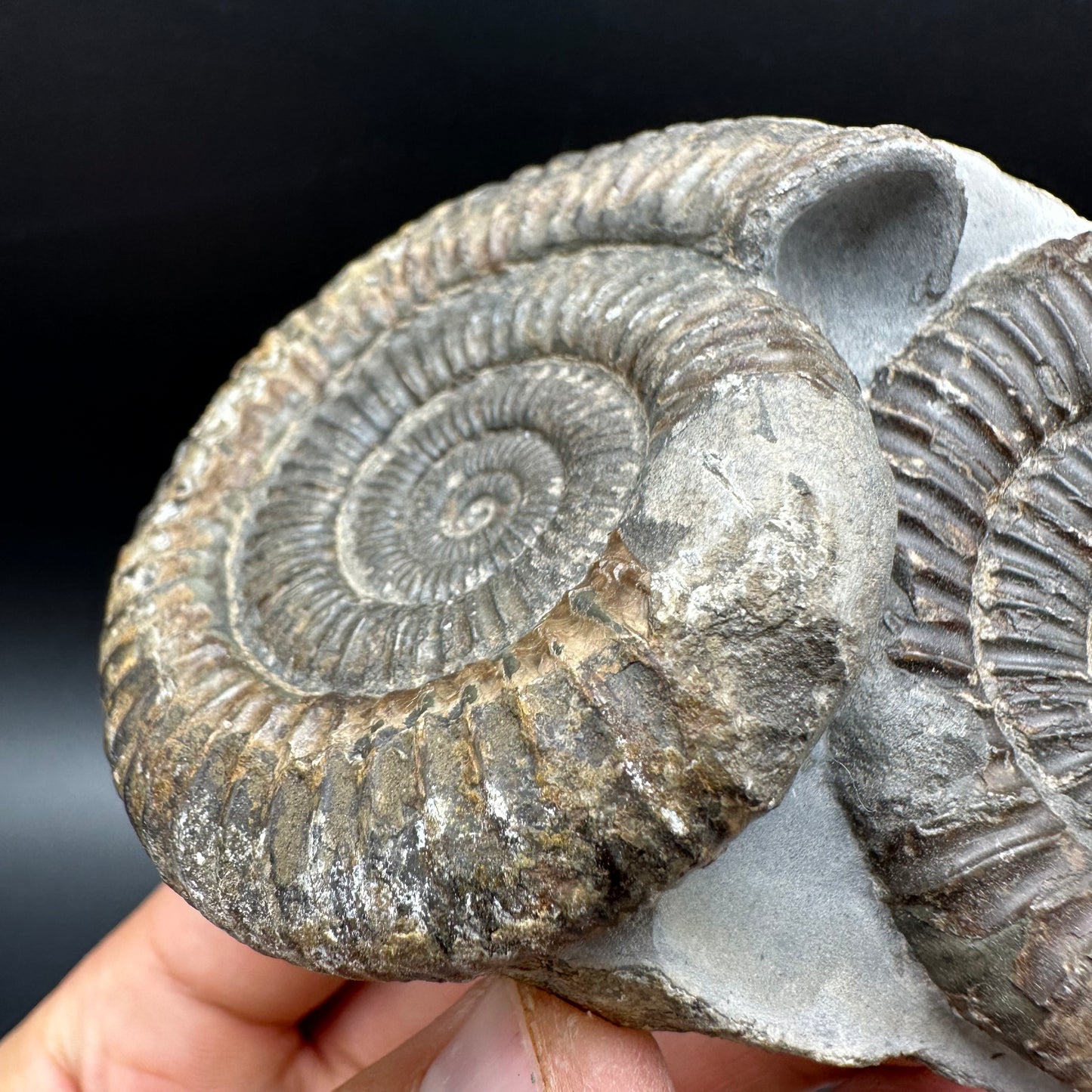 Dactylioceras Ammonite Fossil With Box And Stand - Whitby, North Yorkshire Jurassic Coast Yorkshire Fossils