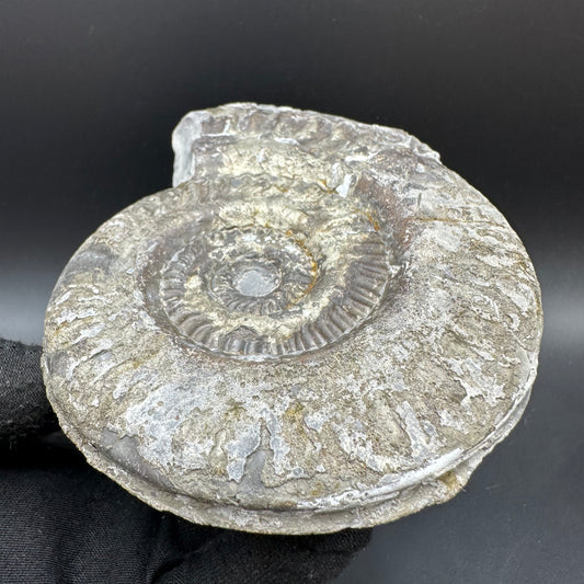 Golden Hildoceras lusitanicum Ammonite fossil with stand - Whitby, North Yorkshire, Jurassic Coast, Yorkshire Fossils from the Jurassic Coast