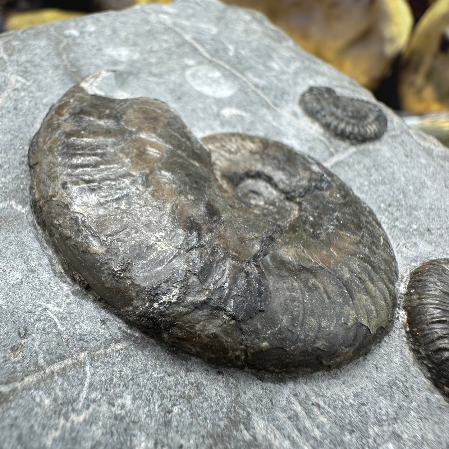 Harpoceras ammonite fossil - Whitby, North Yorkshire Jurassic Coast, Yorkshire Fossils