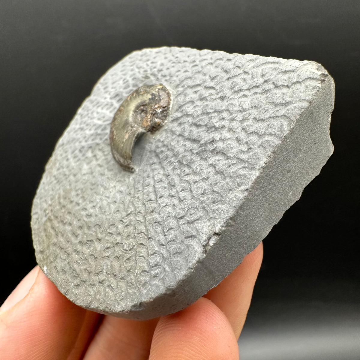 Eleganticeras Elegantulum ammonite fossil with box and stand - Whitby, North Yorkshire Jurassic Coast, Yorkshire Fossils