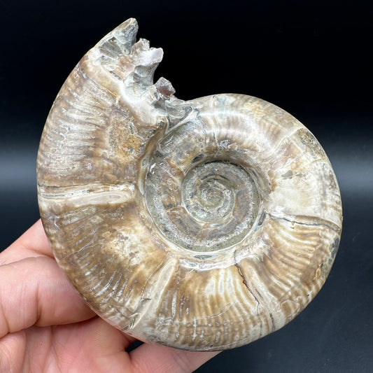 Puzosia Ammonite Fossil With Box And Stand - Cretaceous Ammonite Madagascar