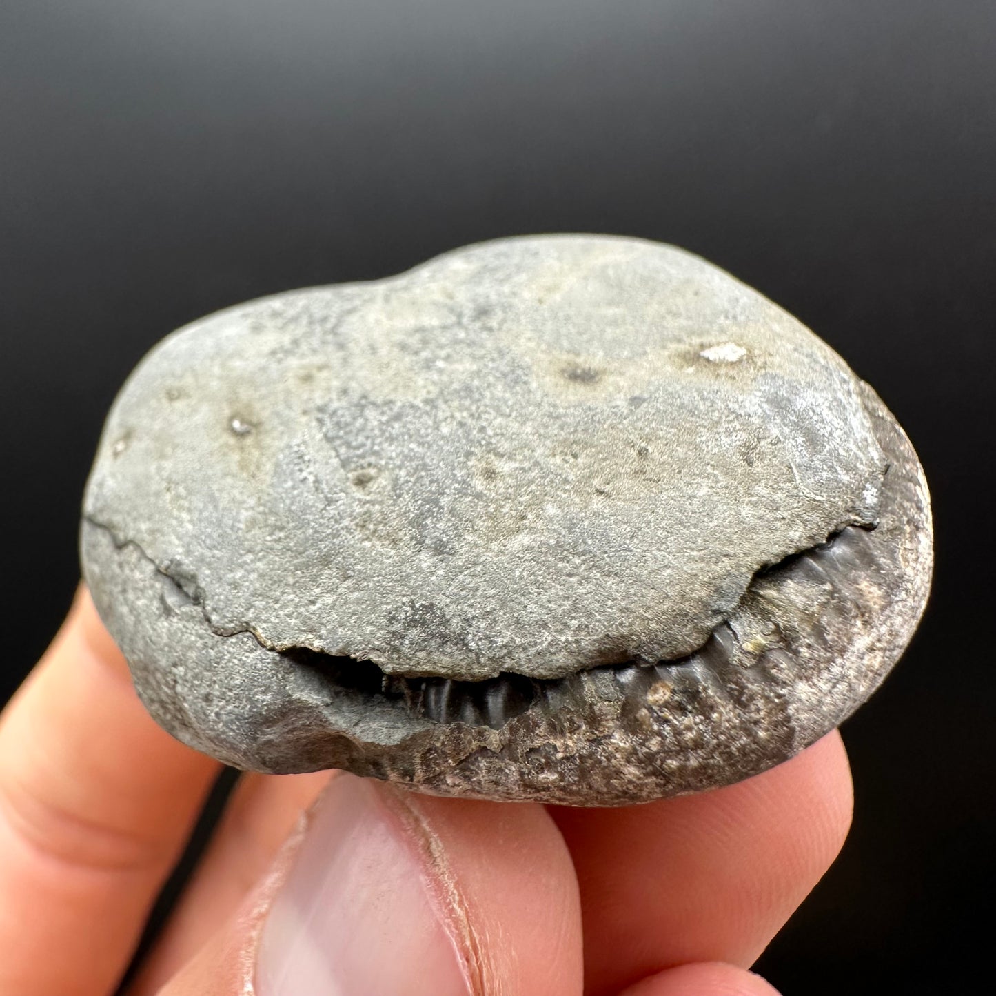 Dactylioceras Ammonite nodule (split pair) Fossil With Box And Stand - Whitby, North Yorkshire Jurassic Coast Yorkshire Fossils