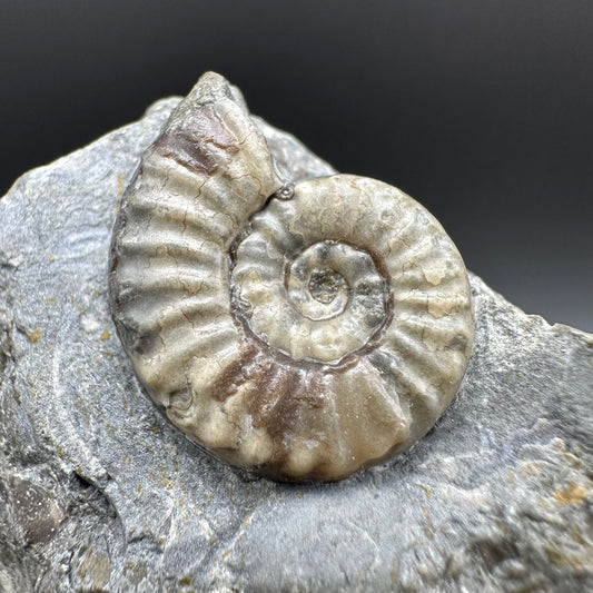 Eugassiceras Ammonite shell fossil with box and stand - Whitby, North Yorkshire Jurassic Coast Yorkshire Fossils