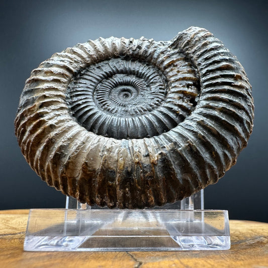 Dactylioceras Ammonite Fossil With box and Stand - Whitby, North Yorkshire Jurassic Coast Yorkshire Fossils