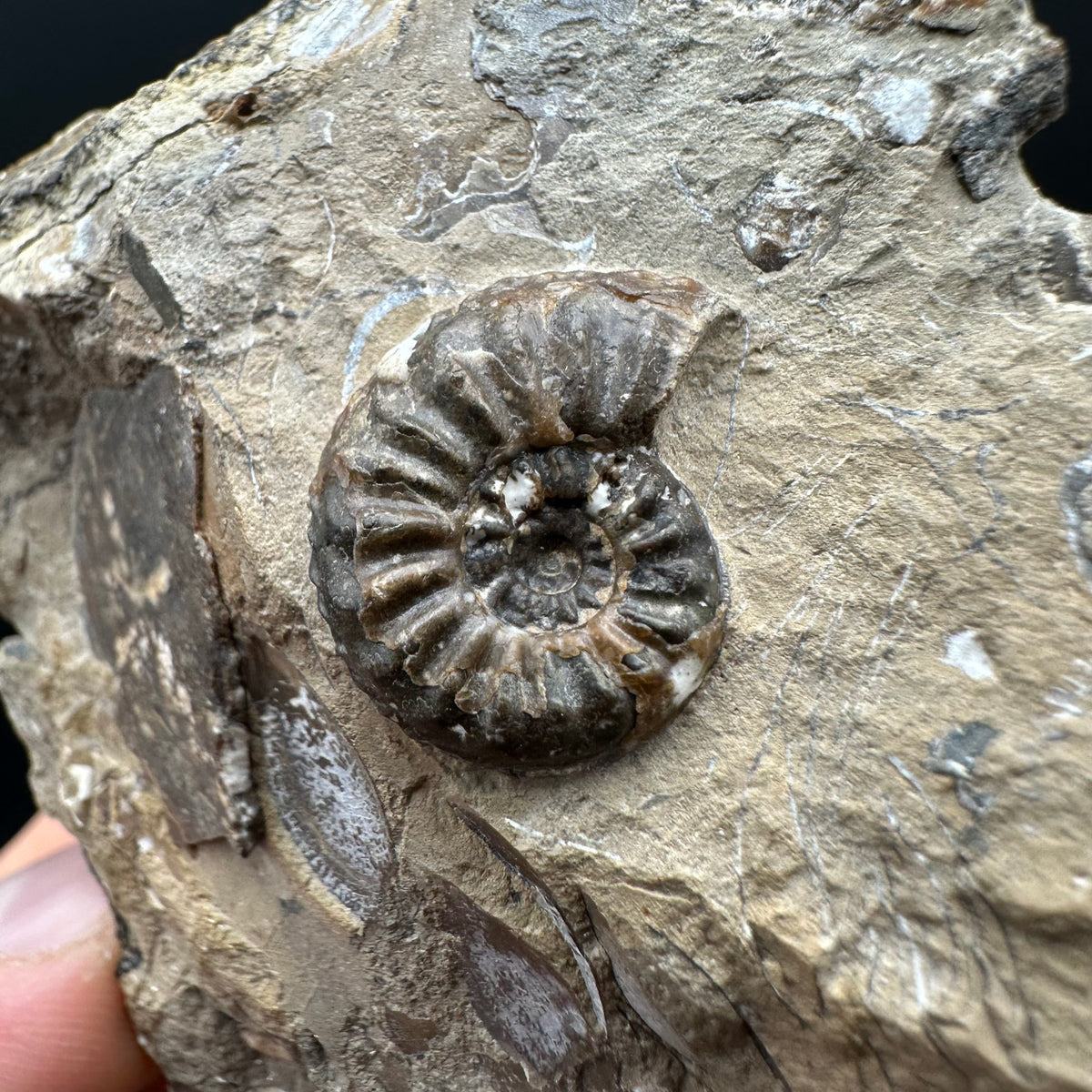 Amaltheus subnodosus Ammonite fossil with stand - Whitby, North Yorkshire Jurassic Coast Yorkshire Fossils