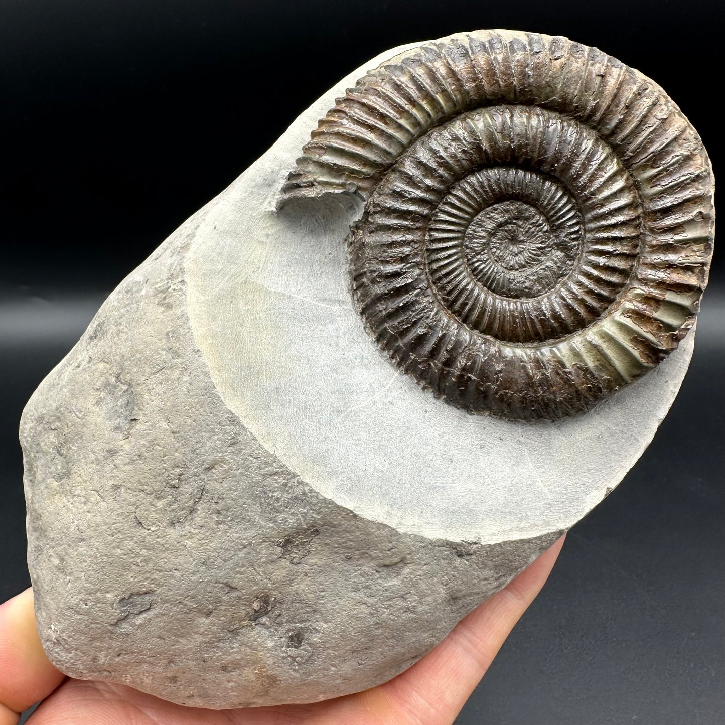 Dactylioceras Ammonite Fossil - Whitby, North Yorkshire Jurassic Coast Yorkshire Fossils