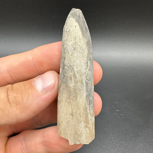 Belemnite (Fossil Squid) shell fossil - Whitby, North Yorkshire Jurassic Coast Yorkshire Fossils