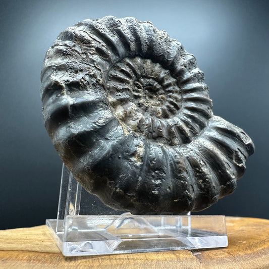 Androgynoceras maculatum ammonite fossil with box and stand - Whitby, North Yorkshire Jurassic Coast Yorkshire Fossils