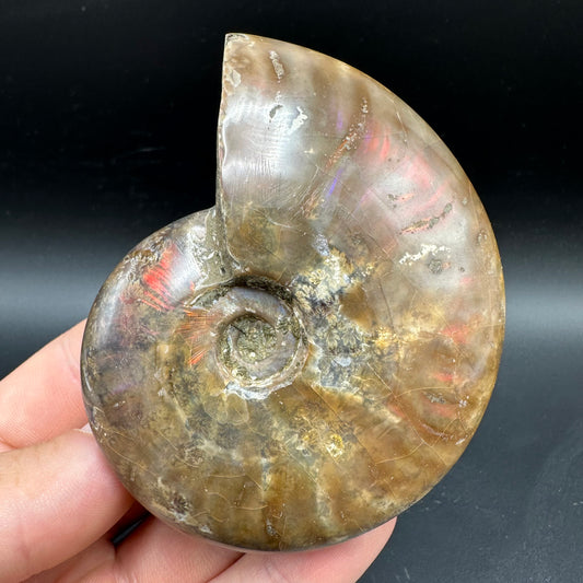 Cleoniceras Ammonite Fossil With Box And Stand - Cretaceous Ammonite Madagascar