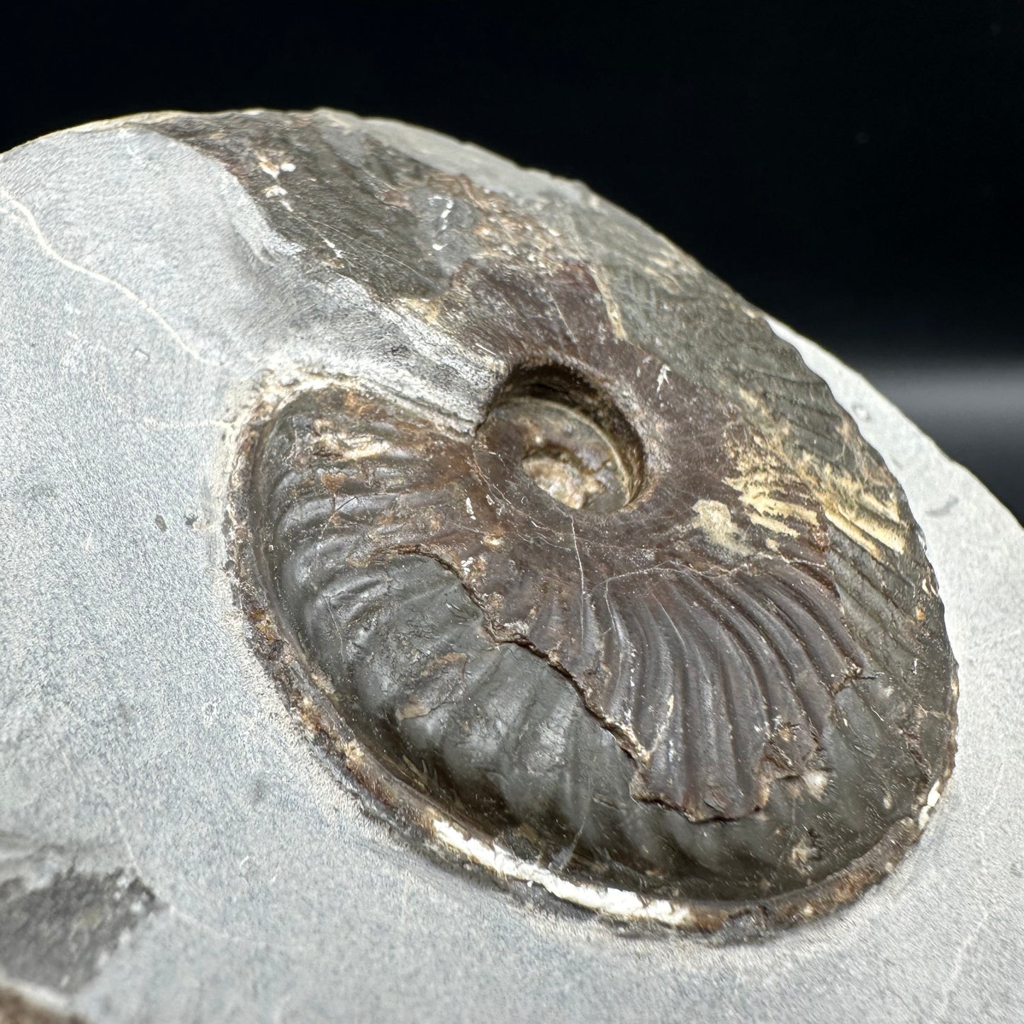 Pseudolioceras lythense Ammonite fossil with box and stand - Whitby, North Yorkshire, Yorkshire Fossils on the Jurassic Coast