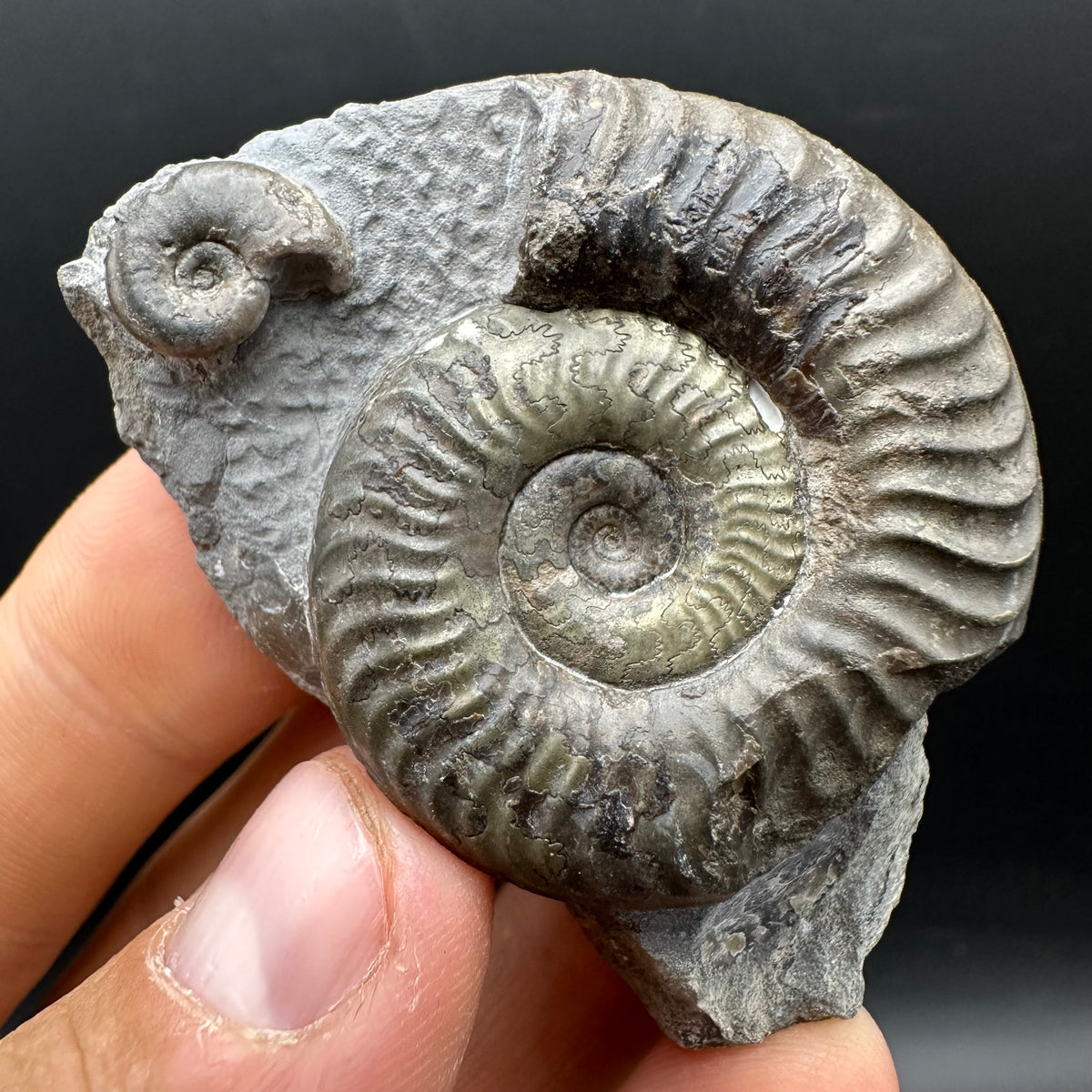 Grammoceras thoaurense Ammonite shell fossil with box and stand - Whitby, North Yorkshire, Yorkshire Fossils from the Jurassic Coast