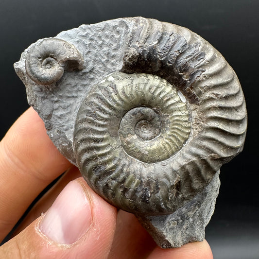 Grammoceras thoaurense Ammonite shell fossil with box and stand - Whitby, North Yorkshire, Yorkshire Fossils from the Jurassic Coast