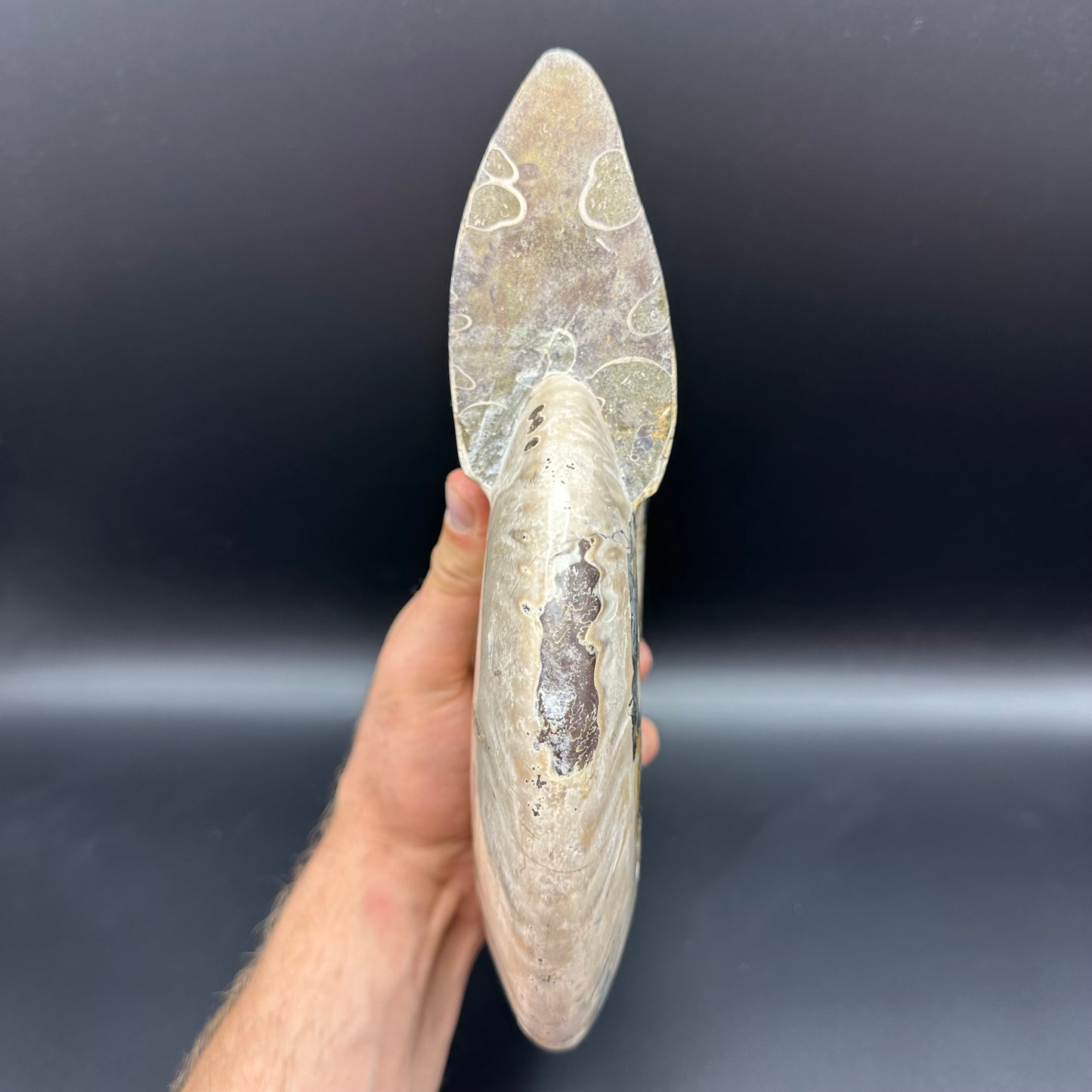 Cleoniceras Ammonite Fossil With Stand - Cretaceous Ammonite Madagascar