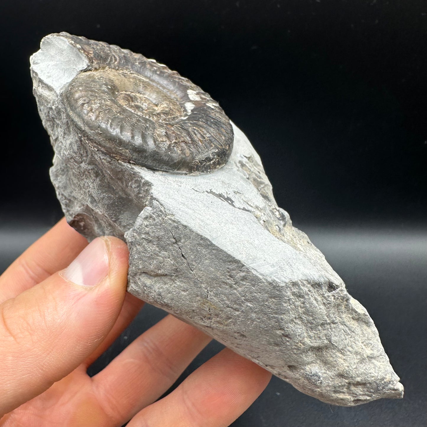 Grammoceras thoaurense Ammonite shell fossil with box and stand - Whitby, North Yorkshire, Yorkshire Fossils from the Jurassic Coast