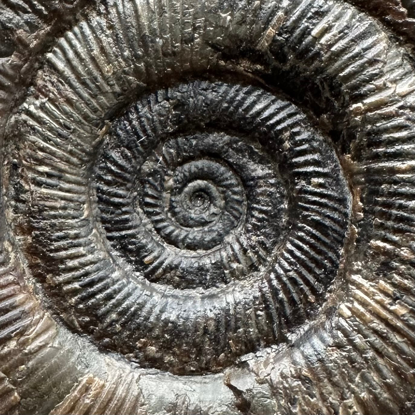 Dactylioceras semicelatum Ammonite fossil with box and stand - Whitby, North Yorkshire Jurassic Coast