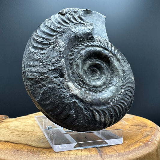 Hildoceras semipolitum Ammonite fossil with box and stand - Whitby, North Yorkshire Jurassic Coast, Yorkshire Fossils from the Jurassic Coast