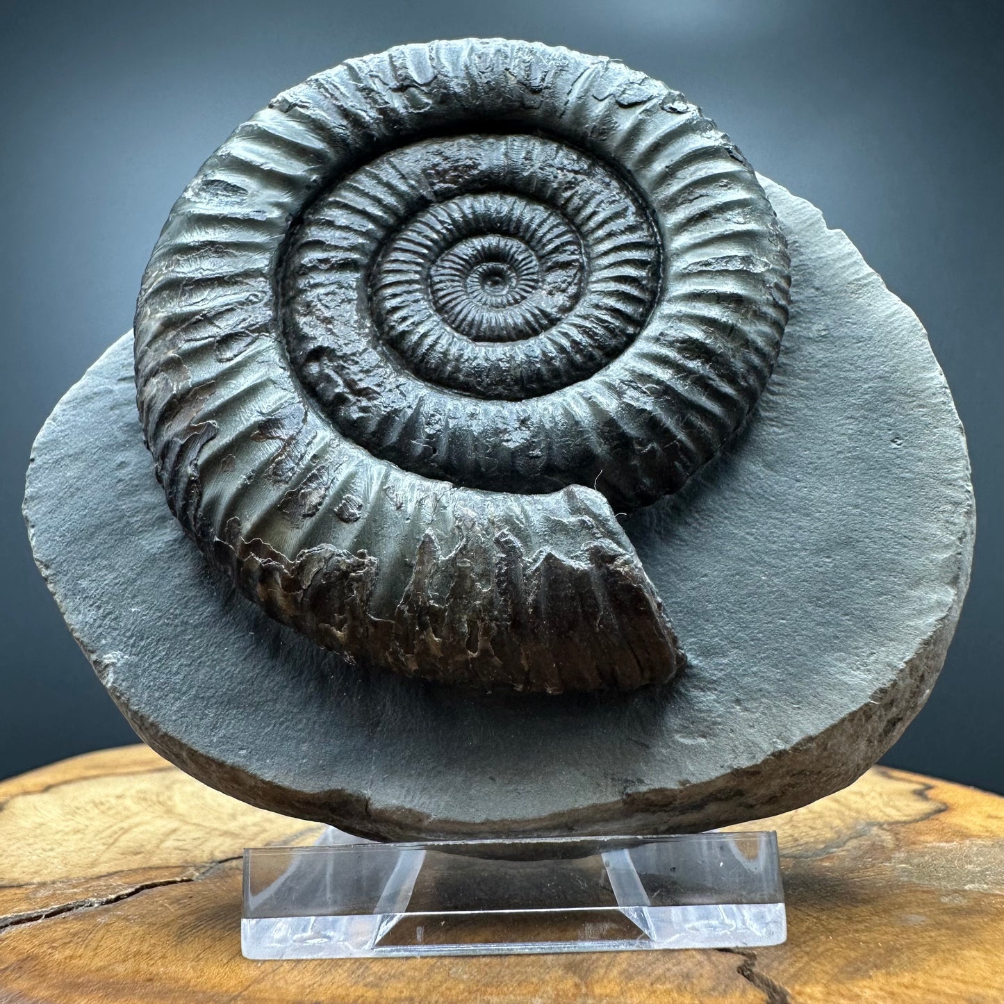 Dactylioceras Ammonite Fossil With box and Stand - Whitby, North Yorkshire Jurassic Coast Yorkshire Fossils