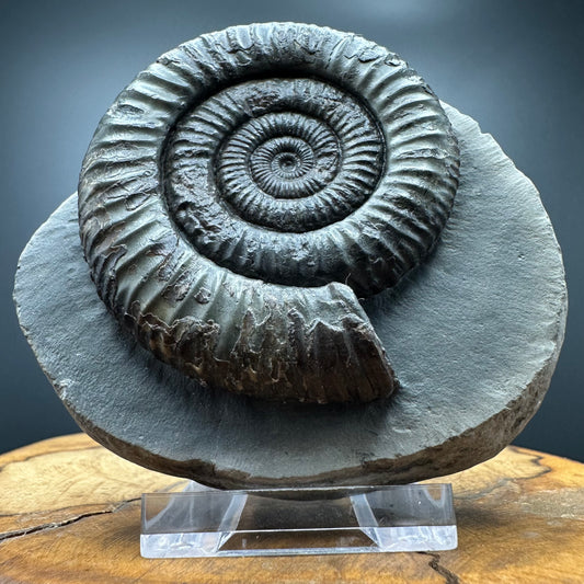 Dactylioceras Ammonite Fossil With box and Stand - Whitby, North Yorkshire Jurassic Coast Yorkshire Fossils