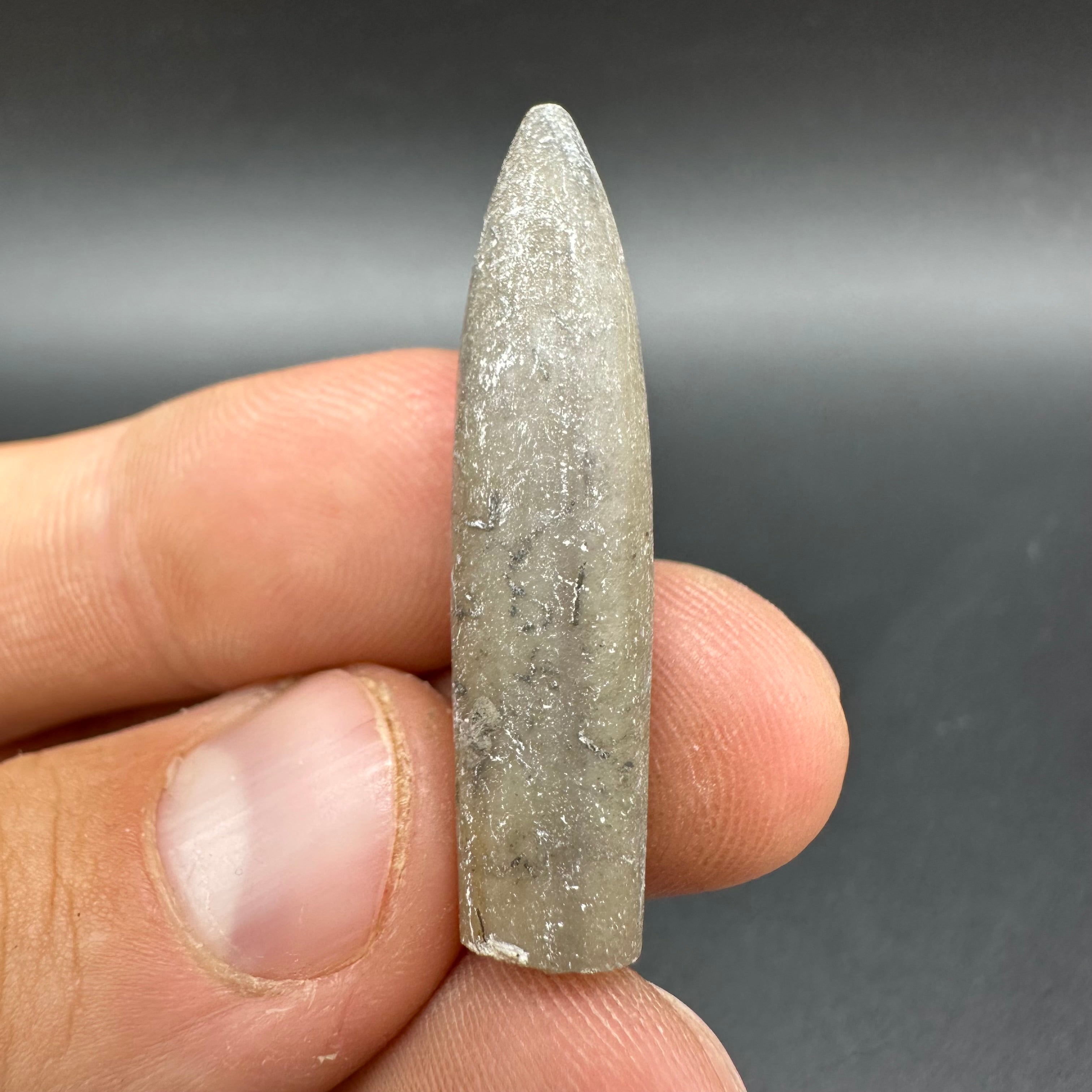 Belemnite (Fossil Squid) shell fossil - Whitby, North Yorkshire Jurass ...