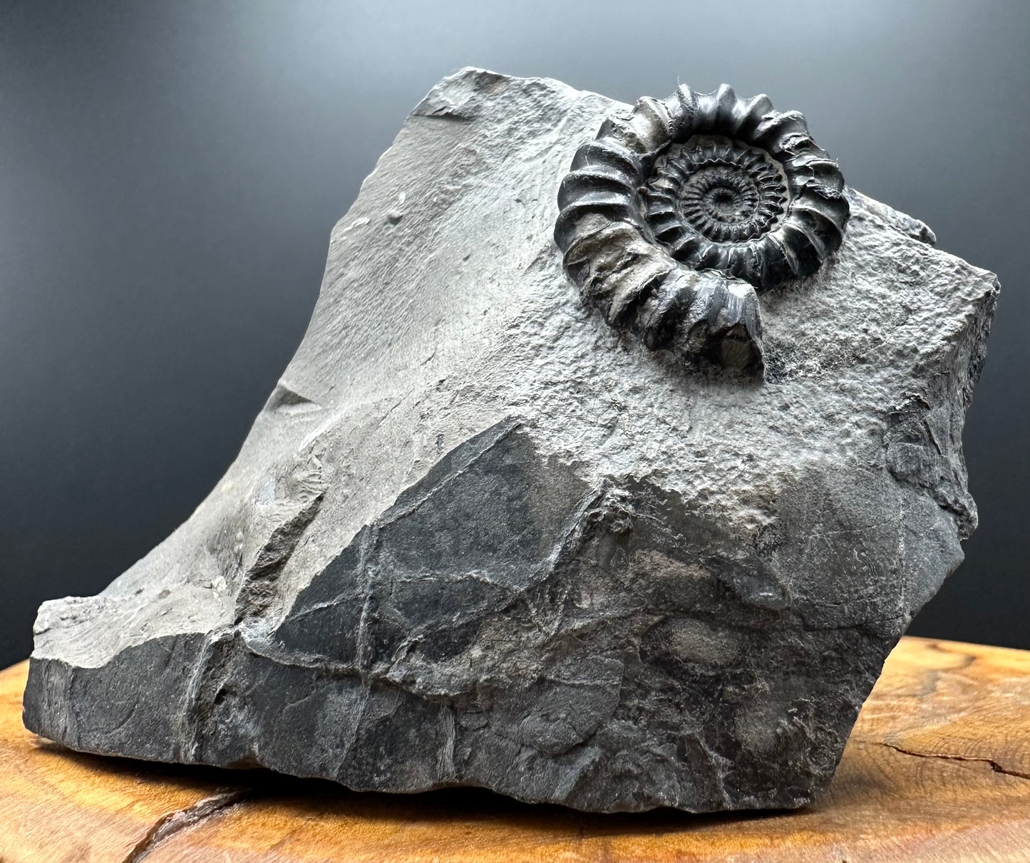 Gagaticeras Ammonite fossil with box and stand - Whitby, North Yorkshire Jurassic Coast Yorkshire Fossils