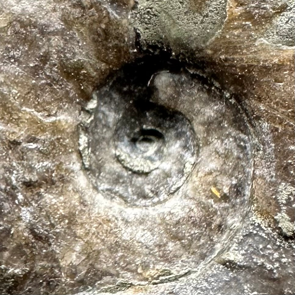 Agassiceras sp. ammonite fossil with box and stand - Whitby, North Yorkshire Jurassic Coast Yorkshire Fossils