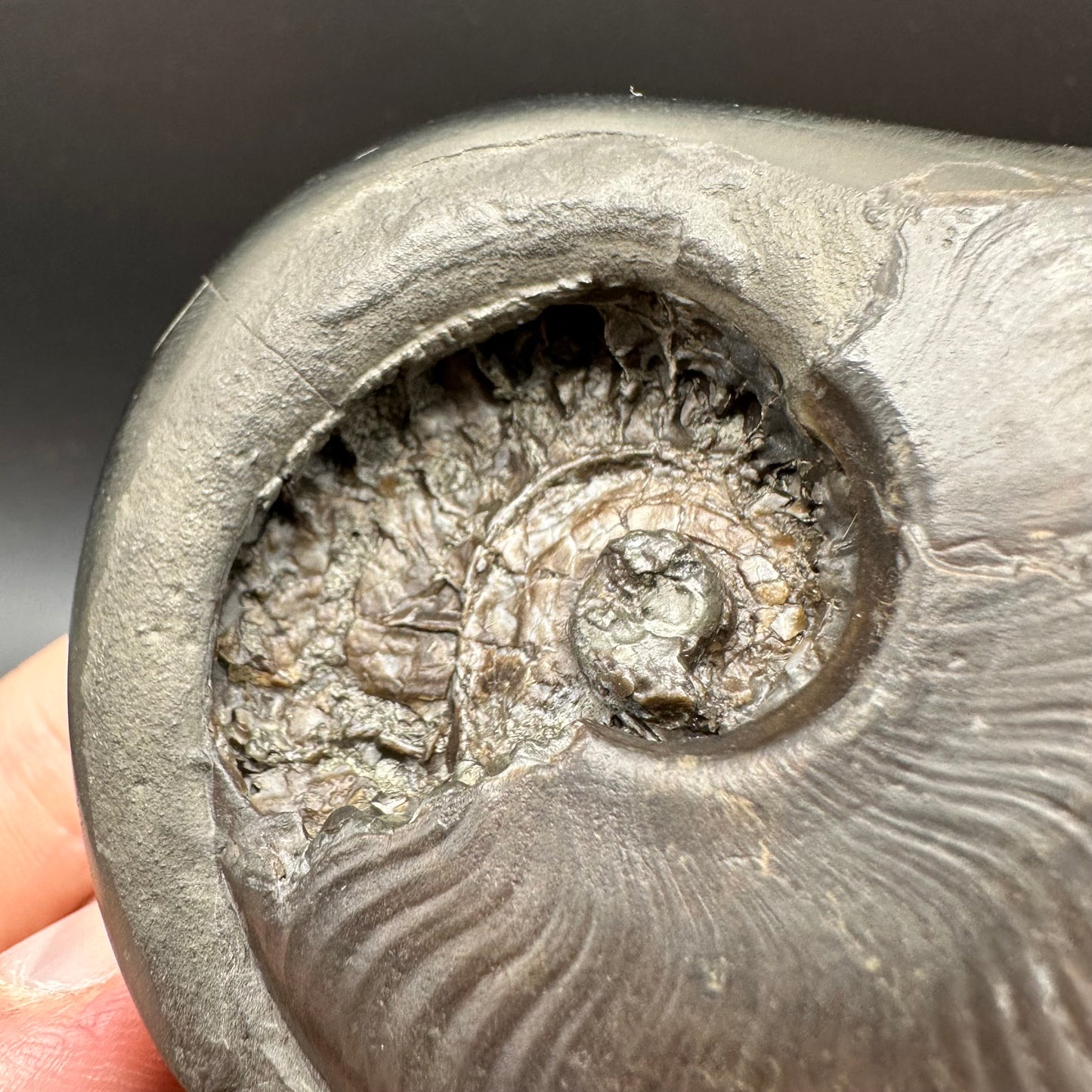 Golden Egg (GENUINE) Ammonite Fossil With Stand - Whitby, North Yorkshire Jurassic Coast Yorkshire Fossils