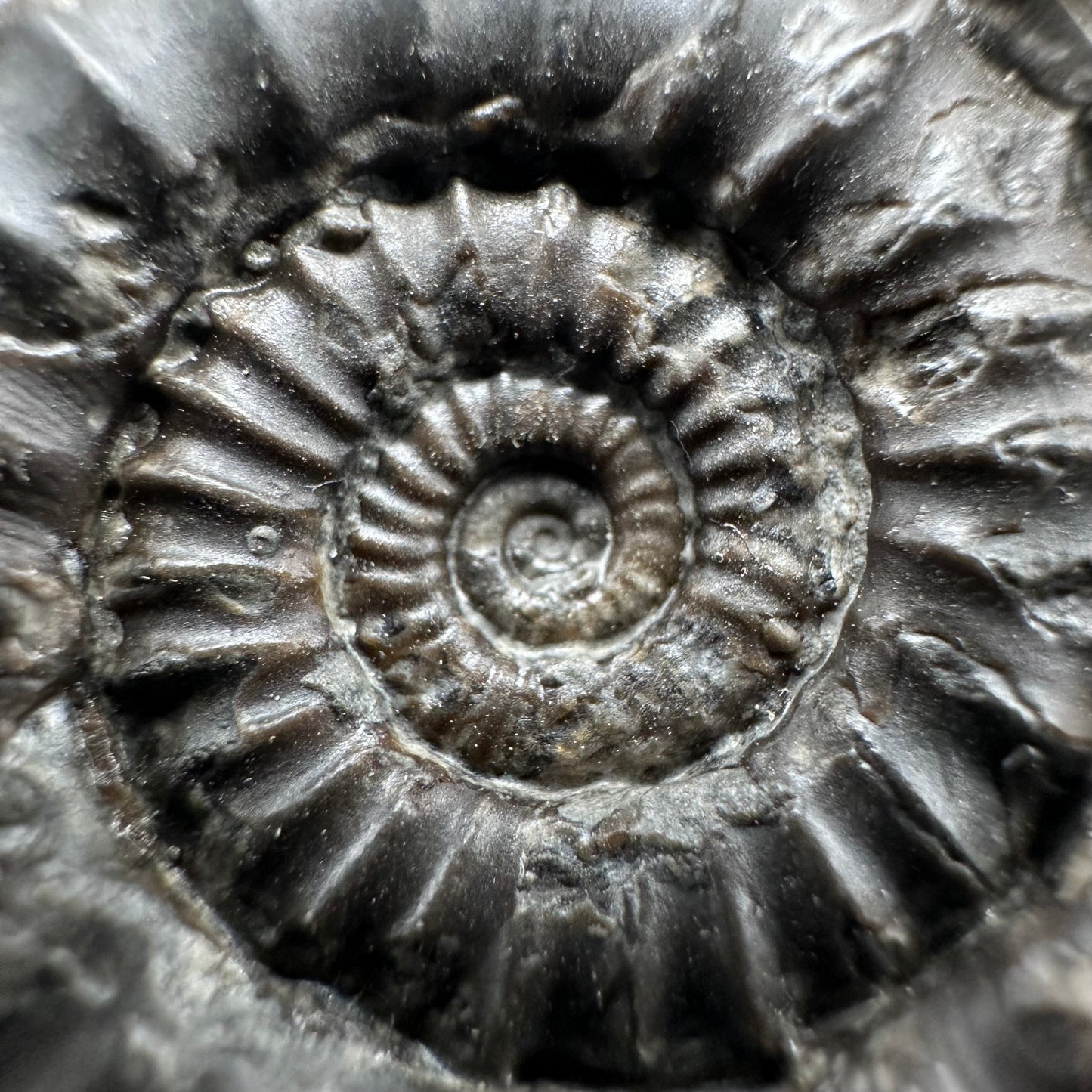 Arnioceras ammonite shell fossil with box and stand - Whitby, North Yorkshire Jurassic Coast Yorkshire Fossils