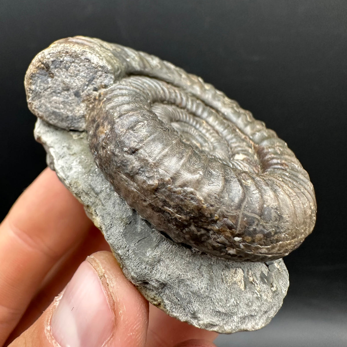 Dactylioceras Ammonite Fossil With box and Stand - Whitby, North Yorkshire Jurassic Coast Yorkshire Fossils