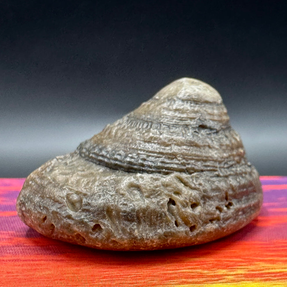 Rectangular Shell Fossil Gastropod Fossil Shell - Whitby, North Yorkshire, Jurassic Coast, York ...