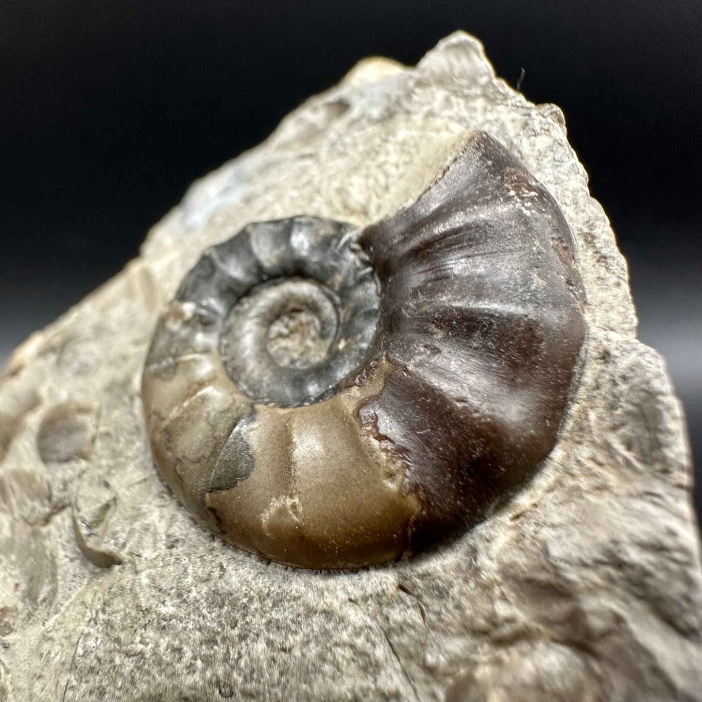 Agassiceras sp. ammonite fossil with box and stand - Whitby, North Yorkshire Jurassic Coast Yorkshire Fossils