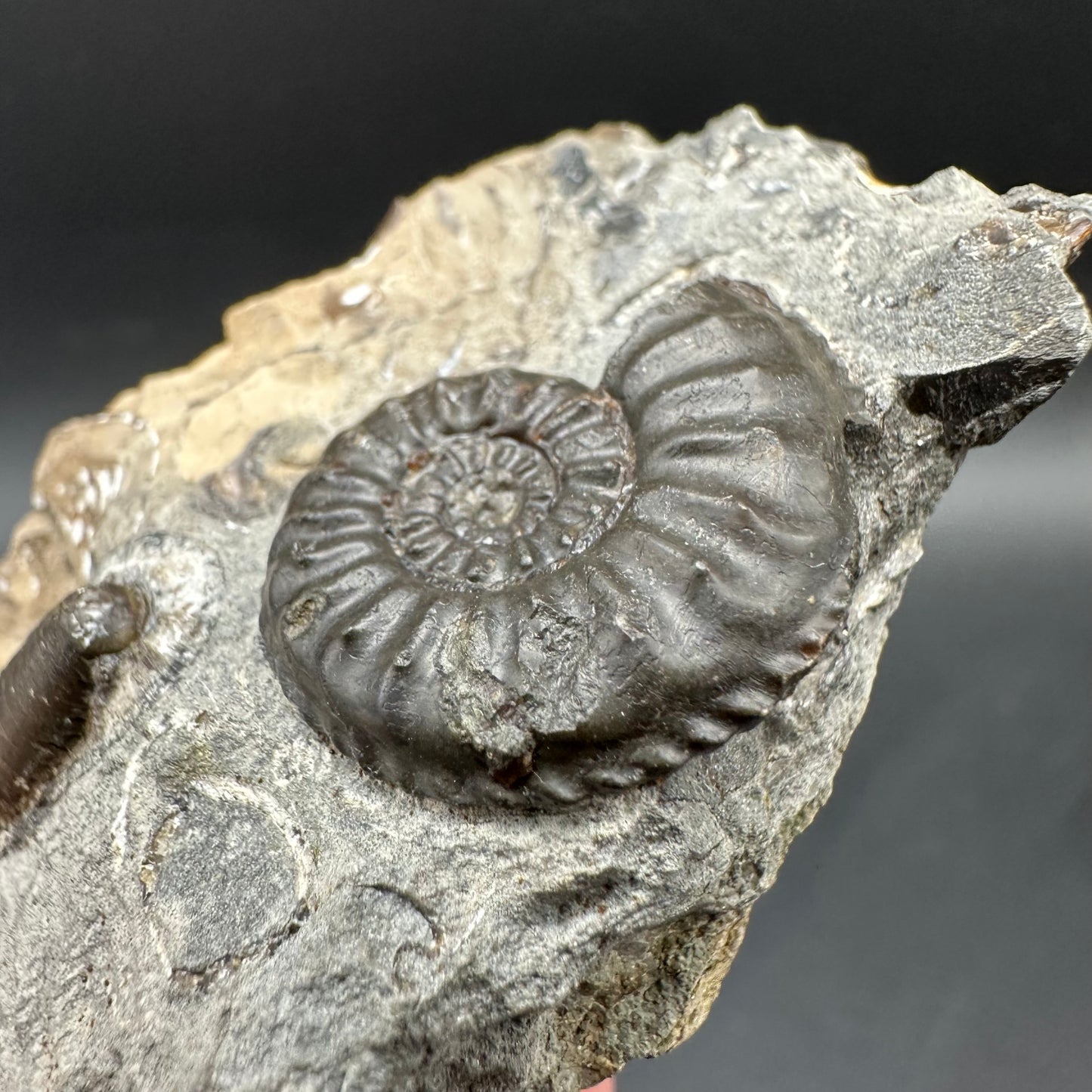 Amaltheus subnodosus Ammonite fossil / Belemnite Phragmocone fossil with box and stand - Whitby, North Yorkshire Jurassic Coast Yorkshire Fossils