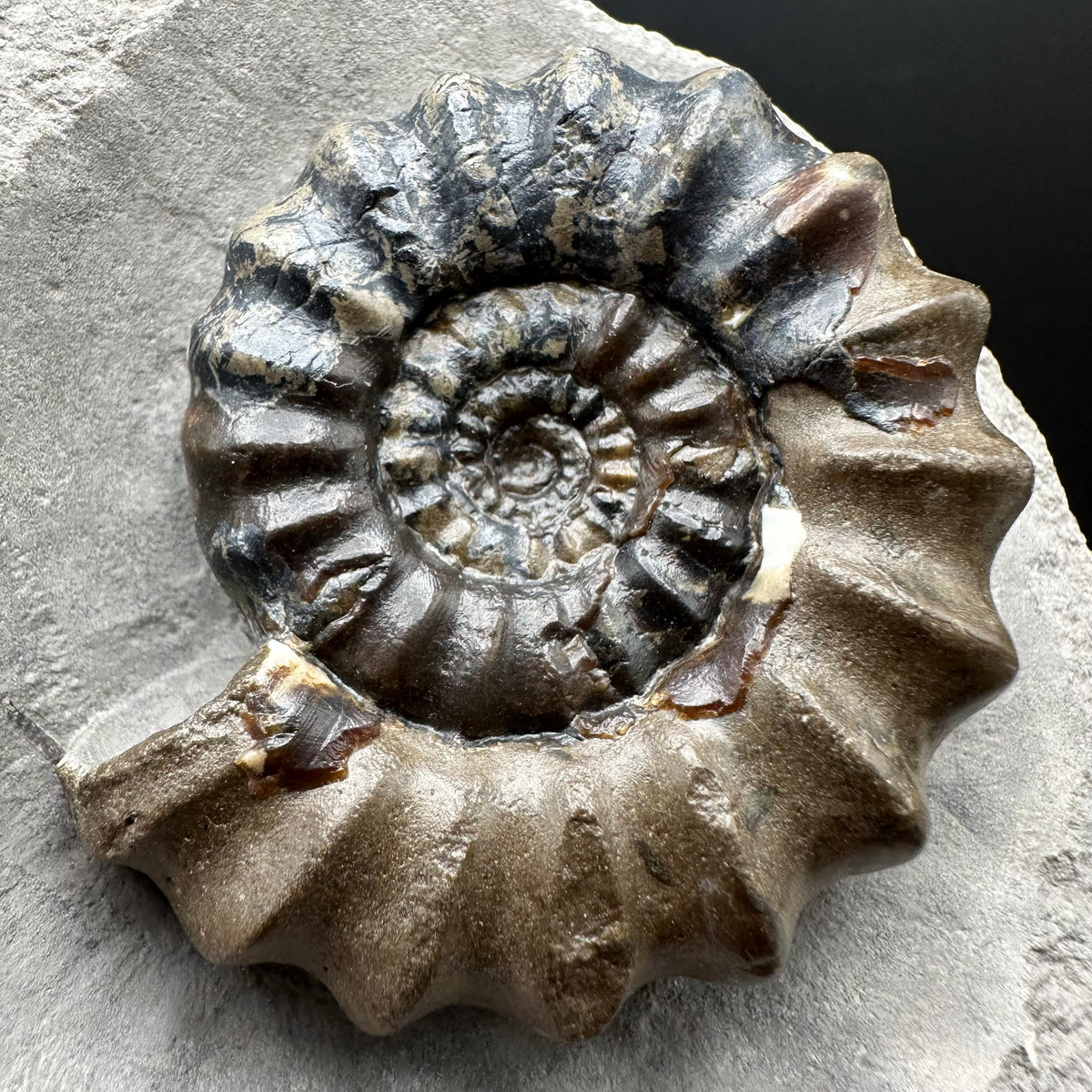 Androgynoceras maculatum ammonite fossil with box and stand - Whitby, North Yorkshire Jurassic Coast Yorkshire Fossils