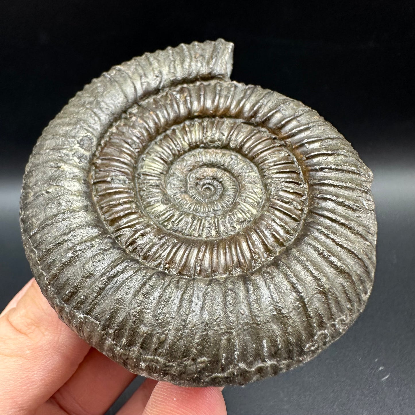 Dactylioceras Ammonite Fossil With Box And Stand - Whitby, North Yorkshire Jurassic Coast Yorkshire Fossils