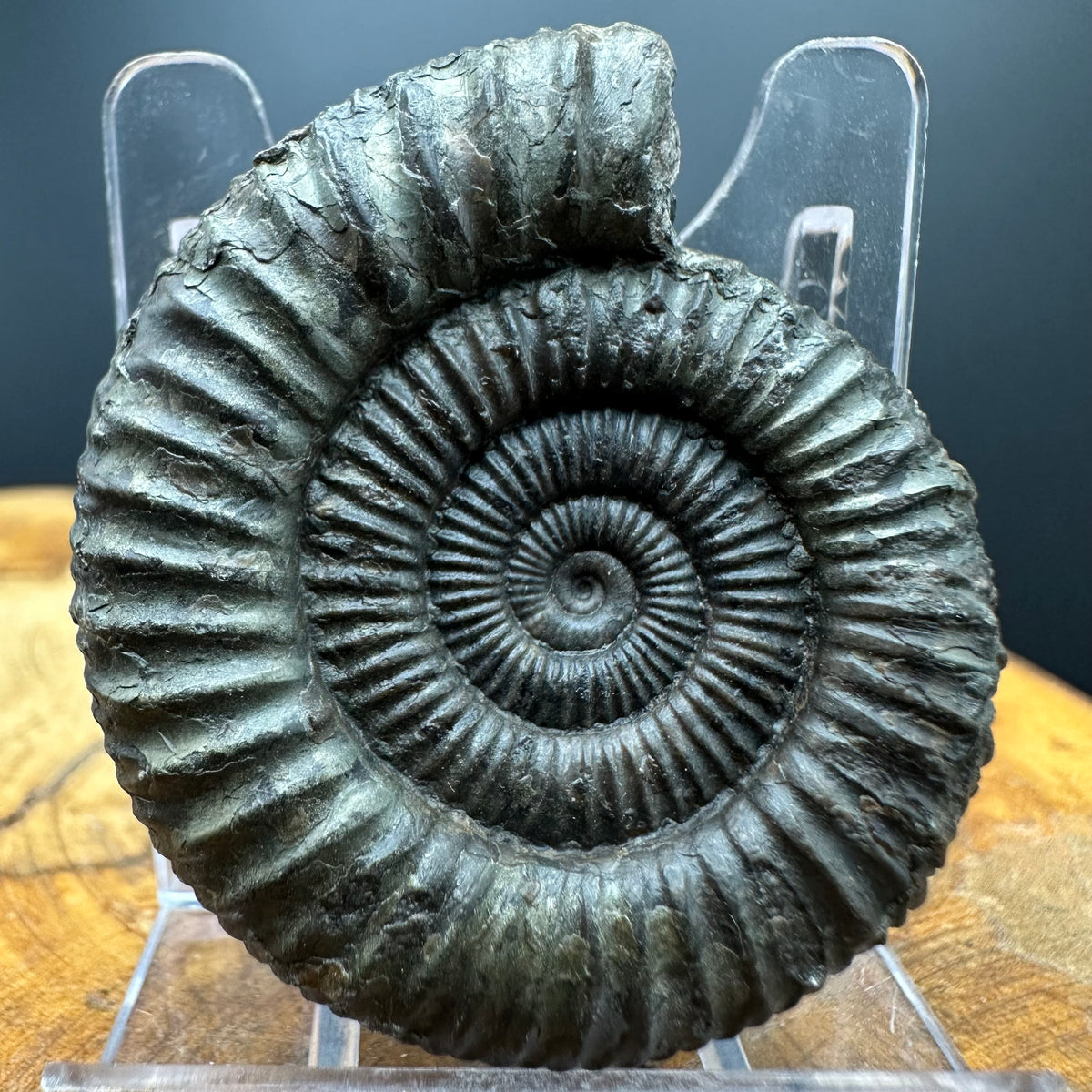 Dactylioceras Ammonite Fossil With box and Stand - Whitby, North Yorkshire Jurassic Coast Yorkshire Fossils