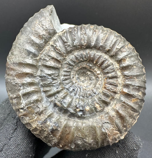 Catacoeloceras Sp. ammonite fossil with box and stand- Whitby, North Yorkshire Jurassic Coast Yorkshire Fossils