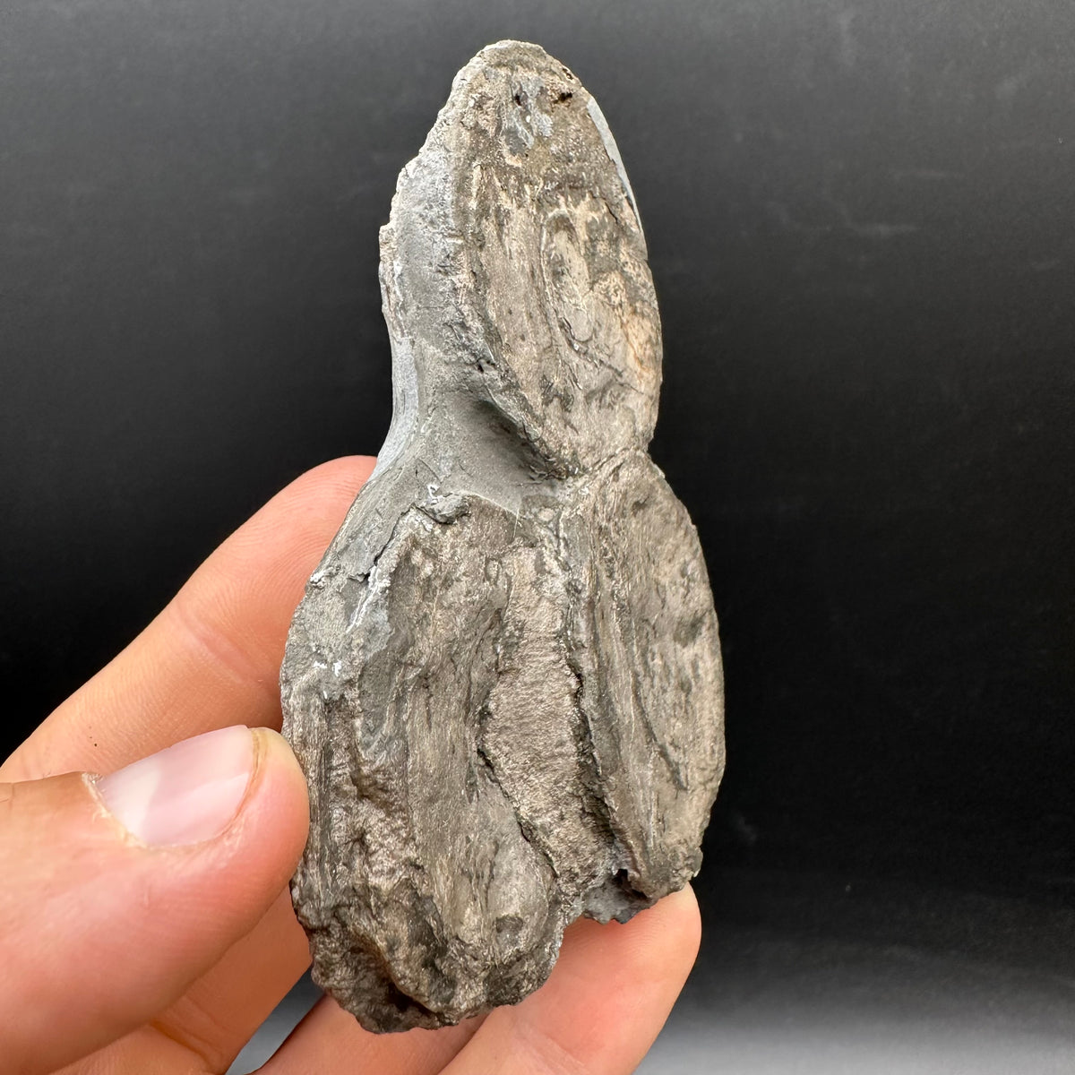Ichthyosaur Vertebrae fossil with box and stand - Whitby, North Yorkshire Jurassic Coast, Yorkshire fossils found on the Jurassic Coast
