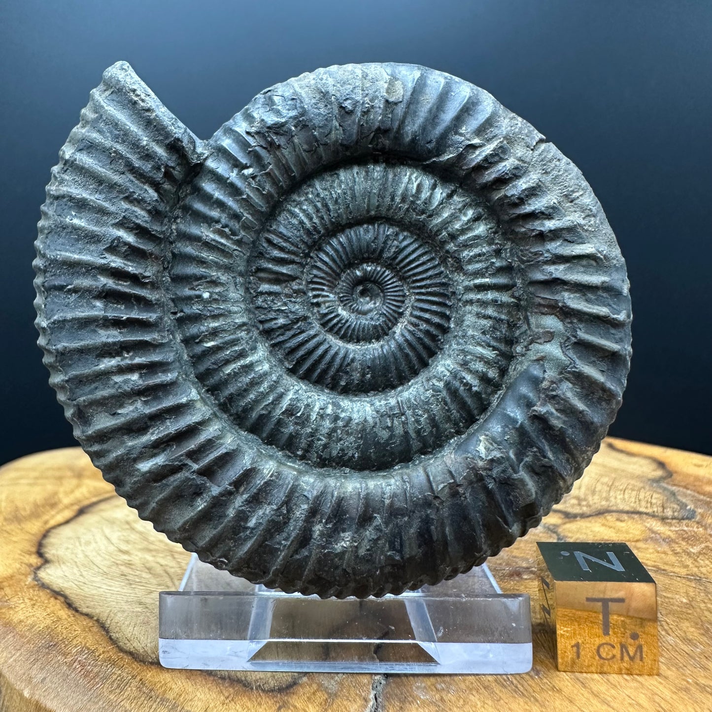 Dactylioceras Ammonite Fossil With box and Stand - Whitby, North Yorkshire Jurassic Coast Yorkshire Fossils