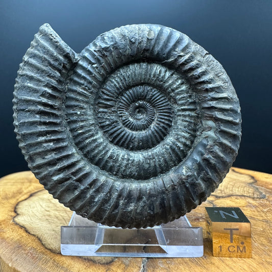 Dactylioceras Ammonite Fossil With box and Stand - Whitby, North Yorkshire Jurassic Coast Yorkshire Fossils