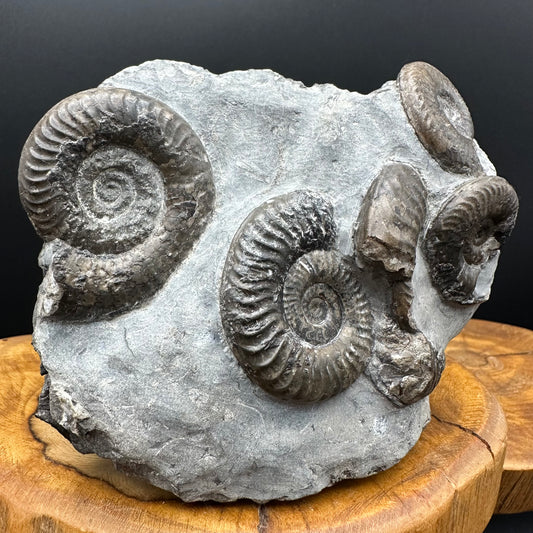 Grammoceras thoaurense Ammonite shell fossil with box and stand - Whitby, North Yorkshire, Yorkshire Fossils from the Jurassic Coast